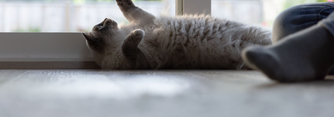 A cat lays on the floor indoors. Both paws, eyes and ears are pointed directly up, looking at something just out of view