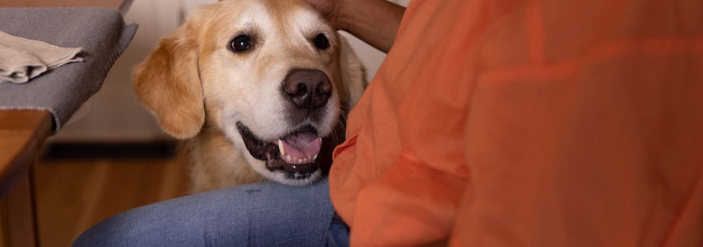 A yellow labrador with a white face sits at its owners side by the dinner table, waiting for food and enjoying the attention of a hand on its head