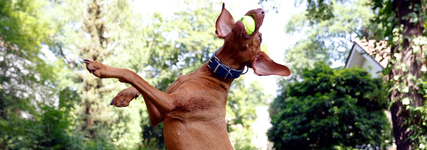 A Wizsla is captured mid-air as it leaps to catch a yellow tennis ball. The dog is clearly active and of healthy weight