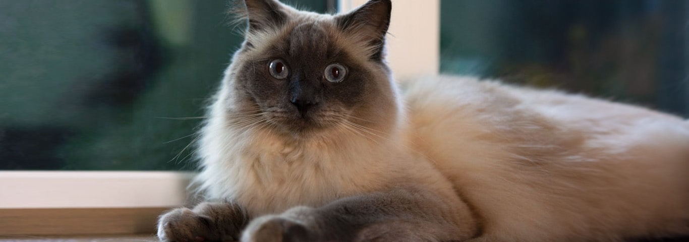 A Balinese cat lays on the floor, looking at the camera alert with eyes and ears pointed forward