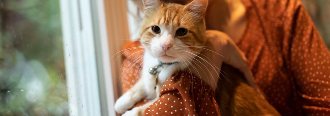 A ginger cat is held in the arms of its owner. The cat looks healthy and alert