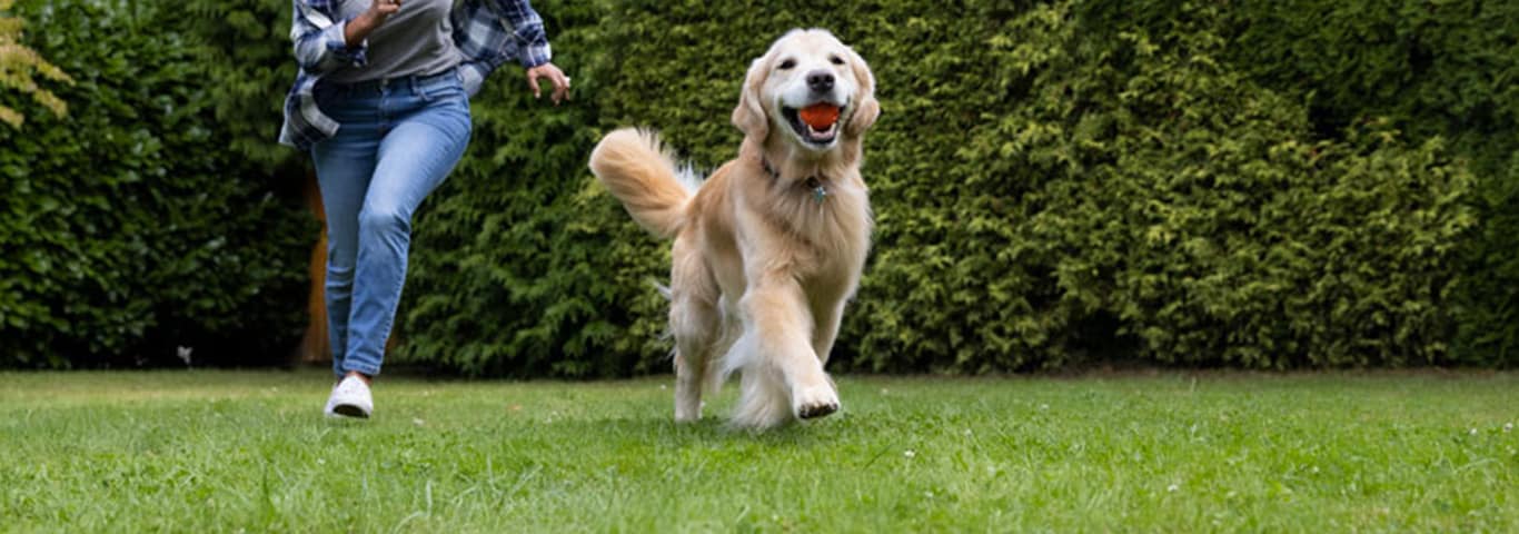 A happy Golden Retriever is caught mid-stride as it trots across the garden with a ball in its mouth. Its owner runs behind to catch up
