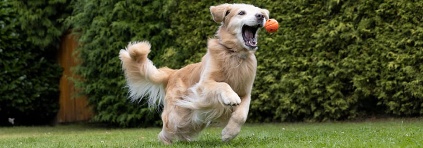 A Golden Retriever is captured at the moment before catching a ball that has been thrown. The dog's attention is wholly focussed on the ball