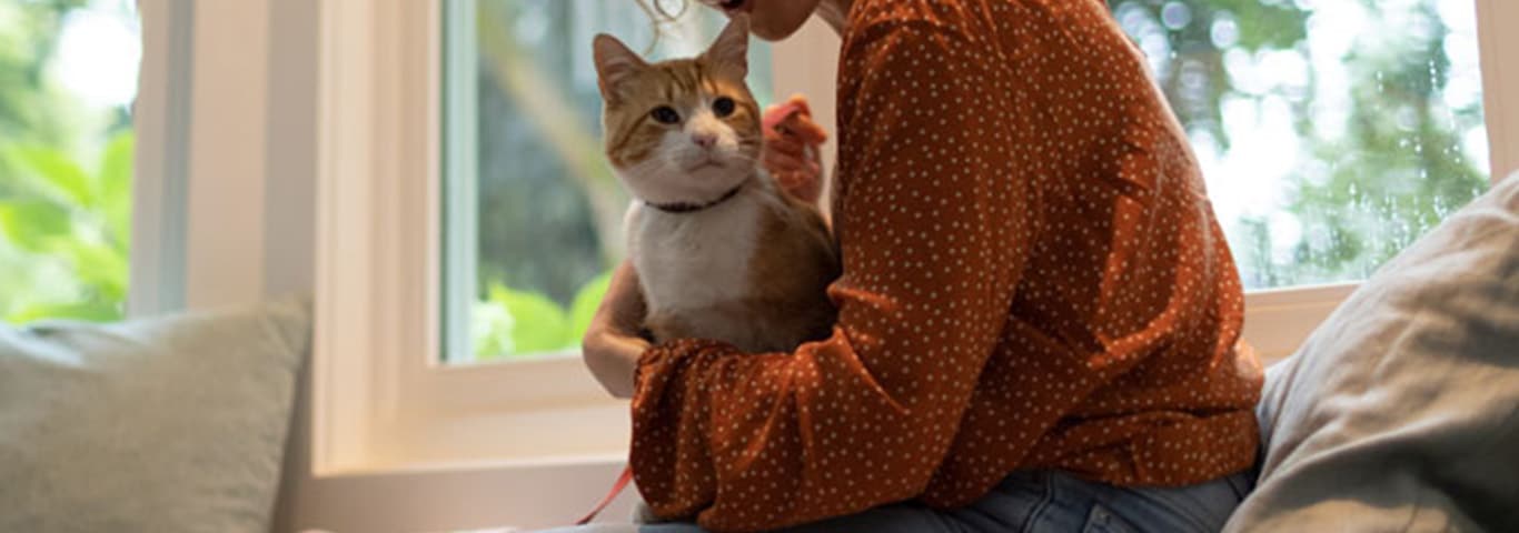 An orange cat sits in its owners lap, looking alertly at something out of view