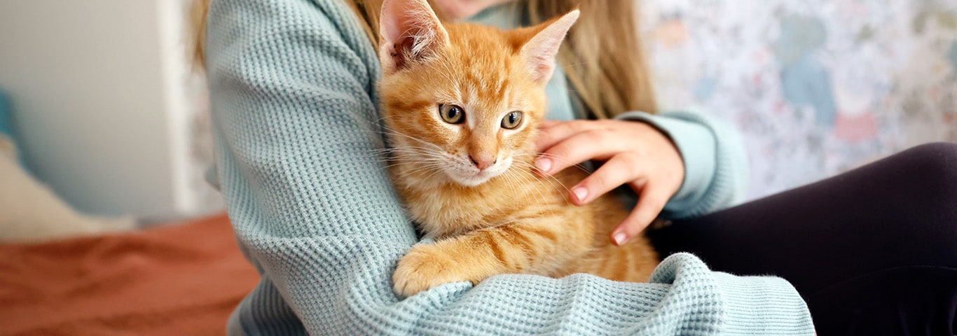 An orange kitten is held by its young pet parent. The kitten is alert and of a healthy weight