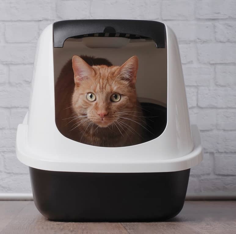 Білий кіт із синім нашийником позіхає.