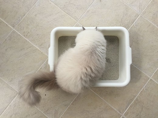 Persian cat standing in white litter tray on tile floor. 