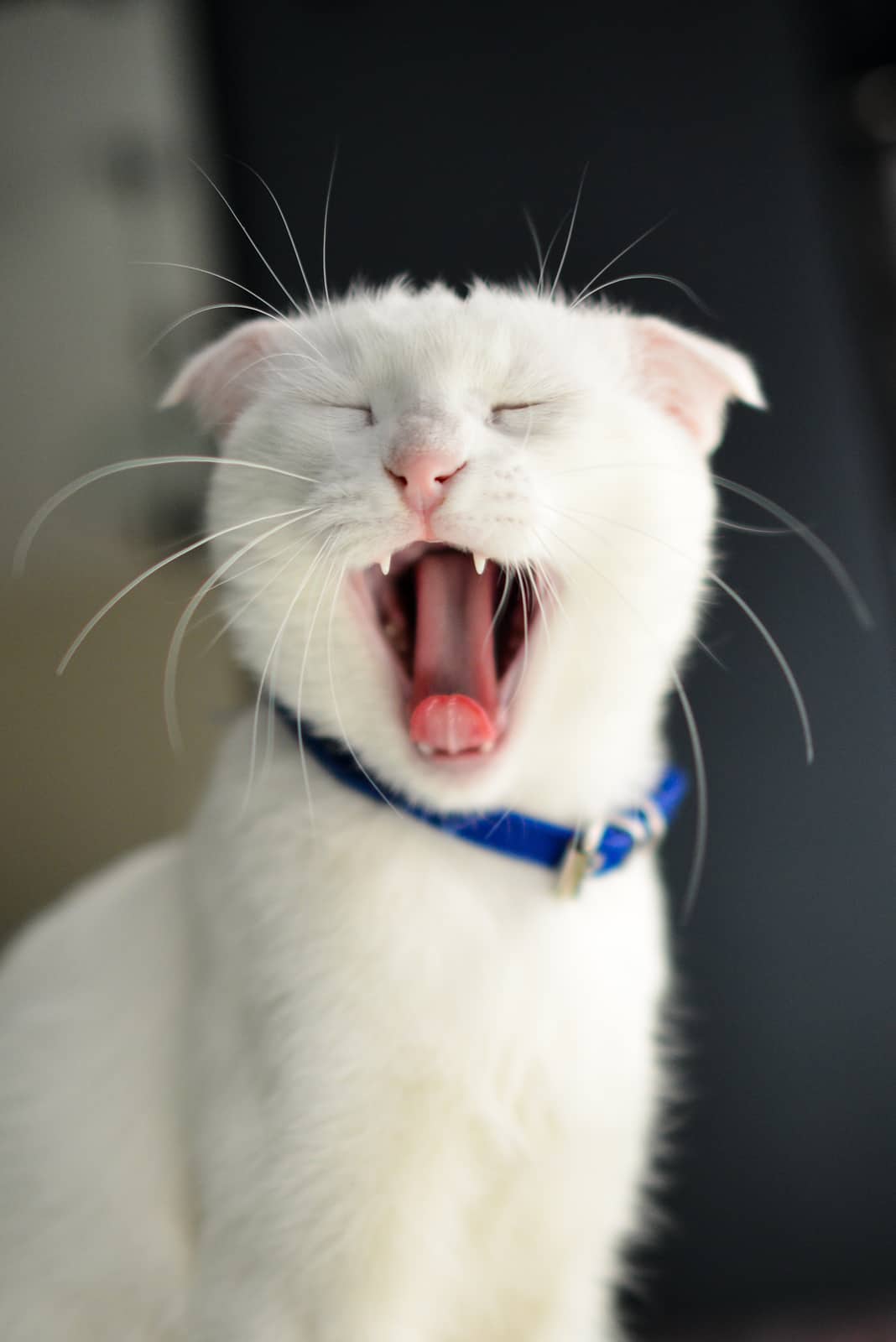 Рудий кіт сидить у лотку й дивиться в камеру.