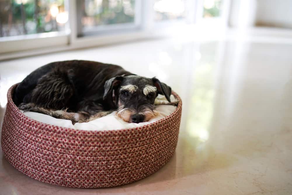 Black miniature schnauzer lying down on dog bed basket