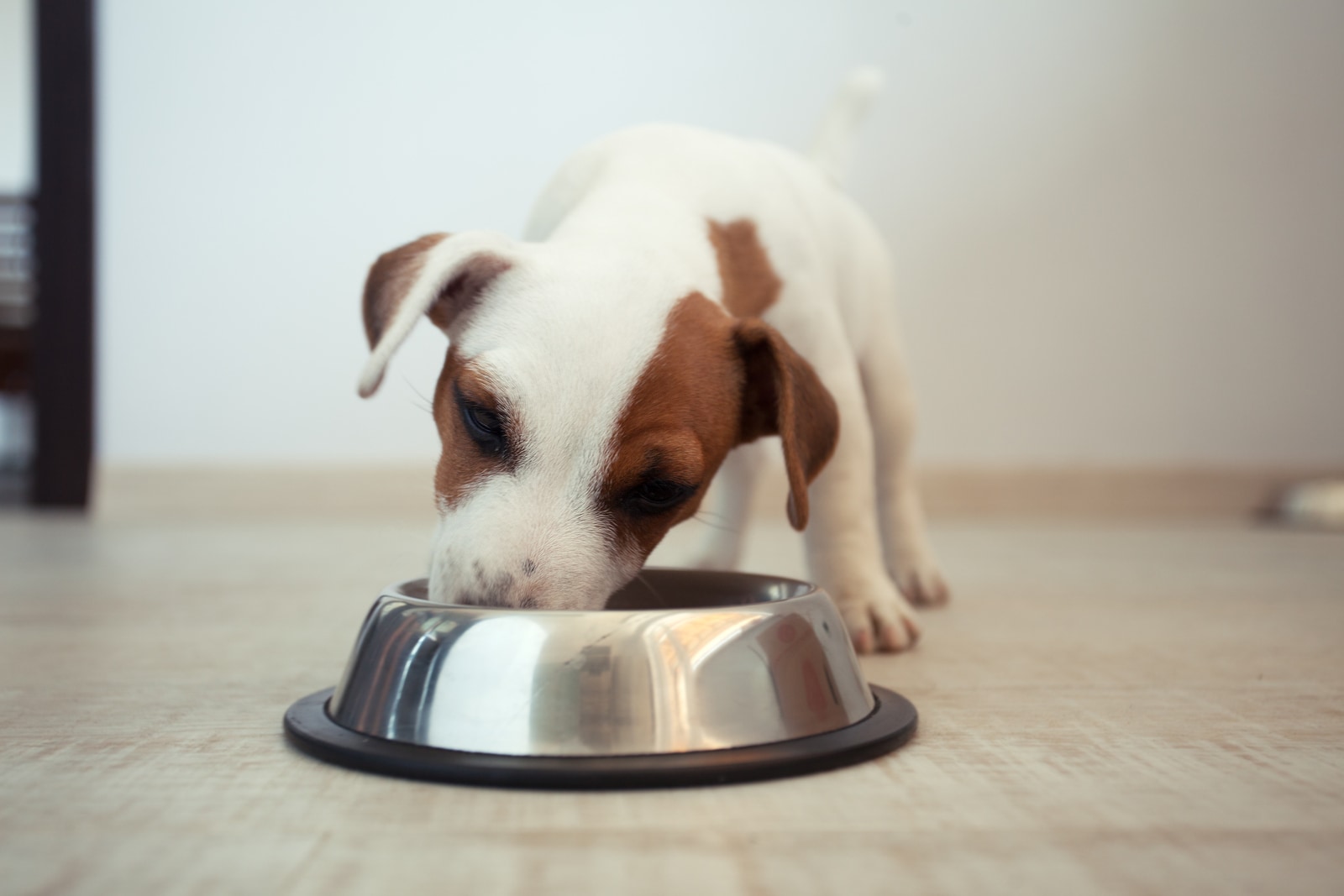 Jack Russell terrier puppy eating food out of a dog bowl.
