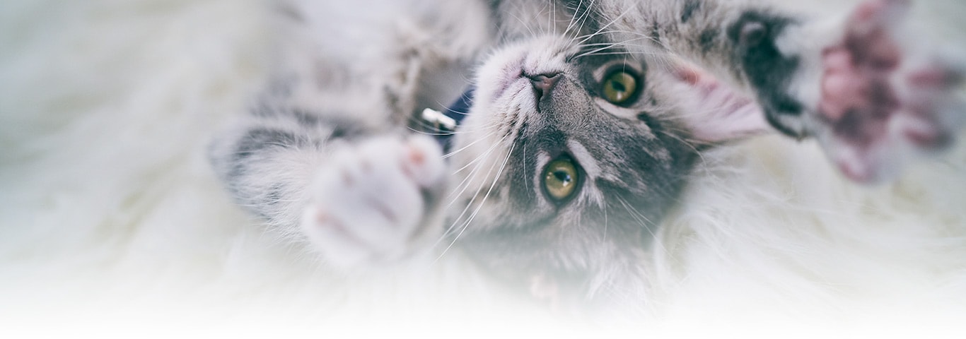 Cat playing with ownerw