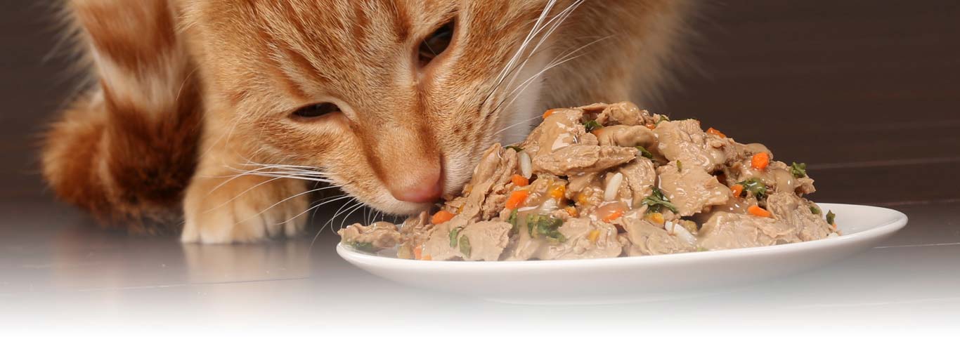 Cat eating stew