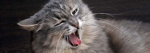 Portrait of funny cat yawning