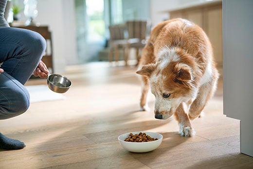 Long-haired, mixed breed senior dog sniffs food bowl while woman poors in food. title=