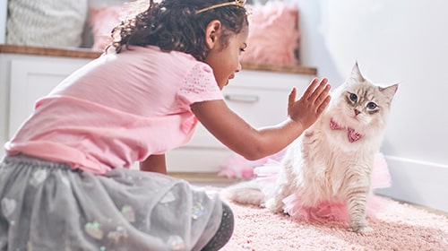 photo of girl playing with cat