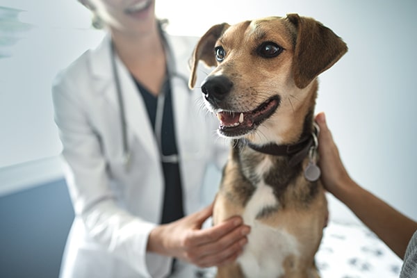photo of veterinarian and dog