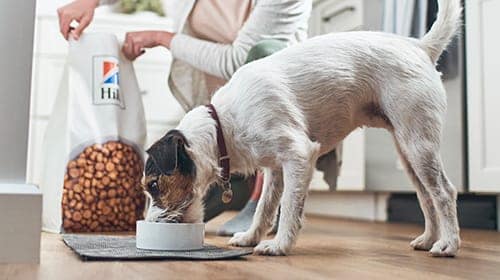 image of pet nutritian center worker petting cat