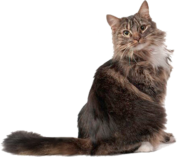 Кіт із шерстю в шлунку