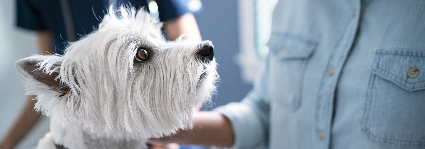 Hill’s та ветеринарні лікарі