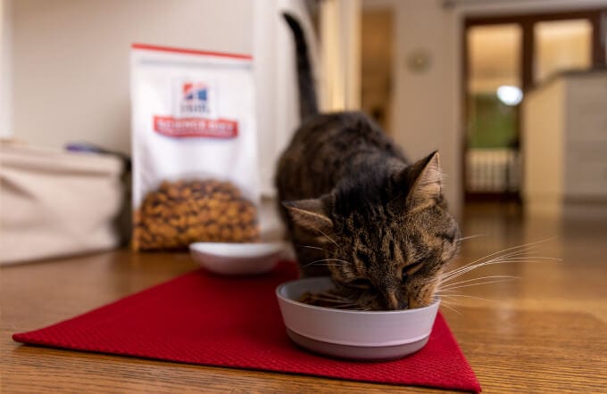 Кішка їсть їжу з миски