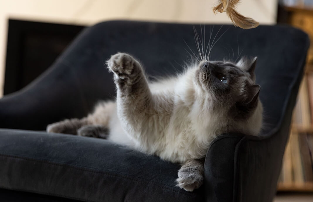 Кіт грає на дивані