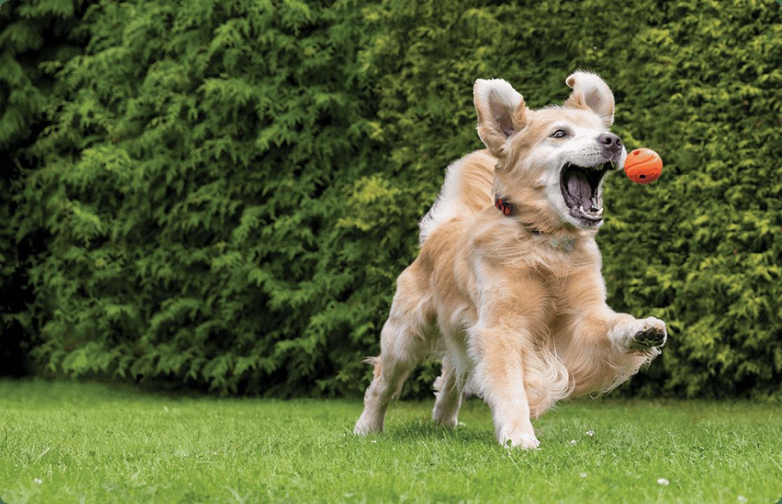 Золотистий ретривер стрибає, щоб зловити помаранчевий м'яч у рот.