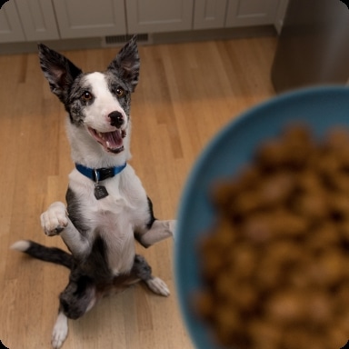 Ļoti satraukts suns sēž pēc ēdiena zilā bļodā.  