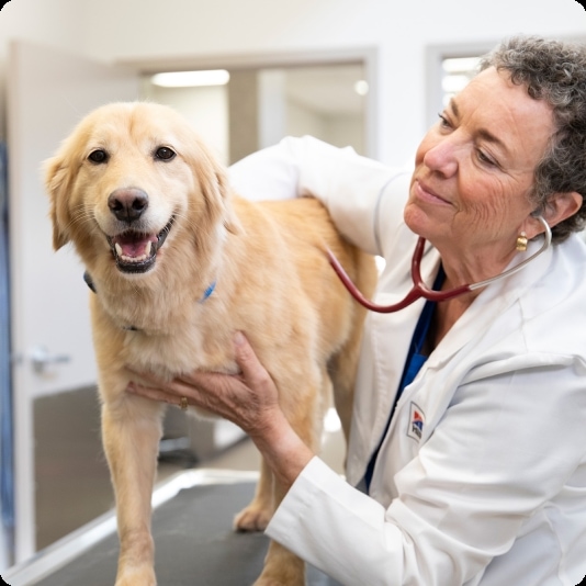 Veterinārārsts pārbauda laimīgu zeltainu retrīveru.