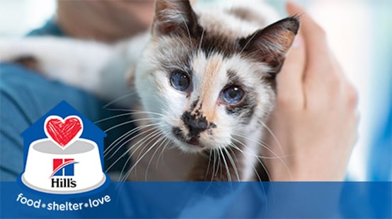 Харчовий притулок і любов Hill’s