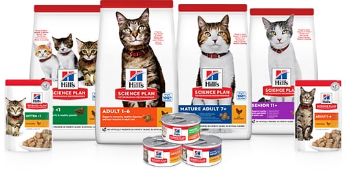 Корм для котів на різних етапах життя